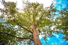 Best Tree Trimming and Pruning  in Ridgebury, CT