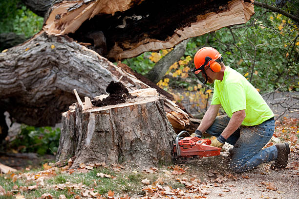 Trusted Ridgebury, CT Tree Services Experts